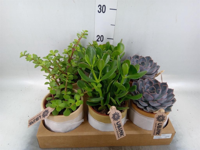 <h4>Succulents   ...</h4>