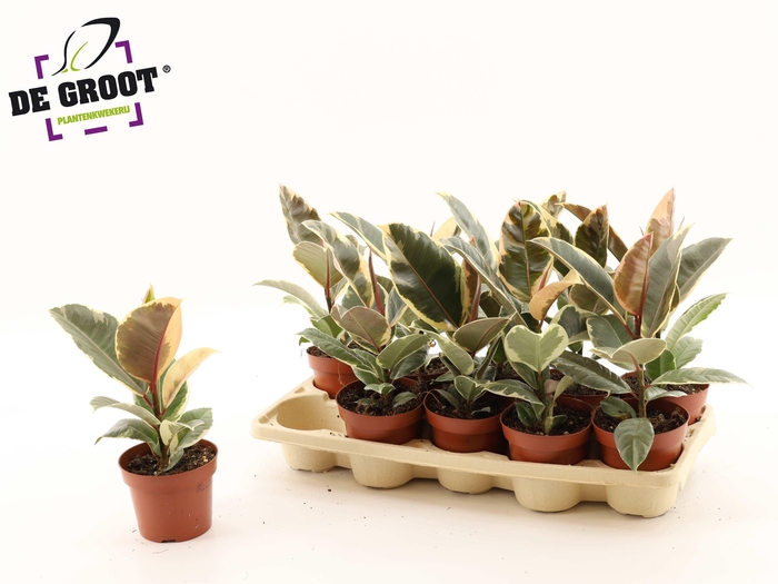 <h4>FIC EL TINEKE</h4>