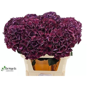 Hydr M Mag Rubyred P