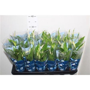 Spathiphyllum 9 Cm Chopin 5+