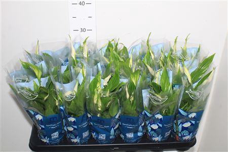 <h4>Spathiphyllum 9 Cm Chopin 5+</h4>
