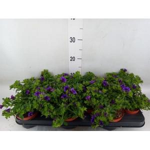 Calibrachoa  'Minifam Dk Blue'