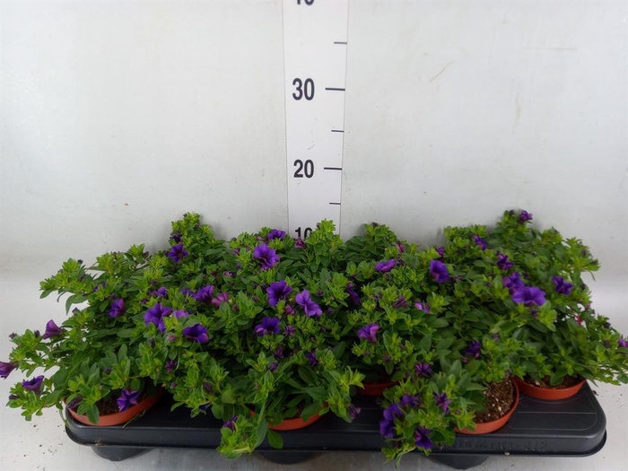 <h4>Calibrachoa  'Minifam Dk Blue'</h4>