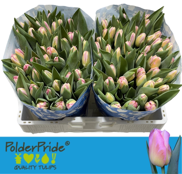 <h4>TU EN TOM POUCE</h4>