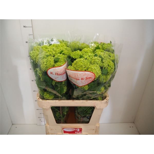 <h4>Viburnum opulus 'Roseum'</h4>