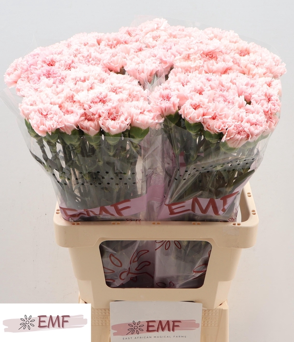 <h4>Di St Jodie</h4>