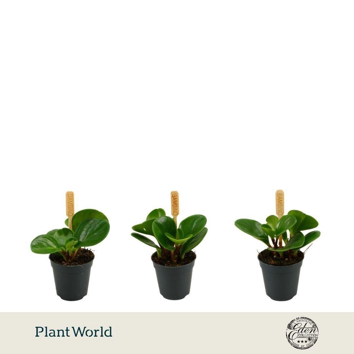 <h4>Peperomia Obtusifolia Green P5.5</h4>