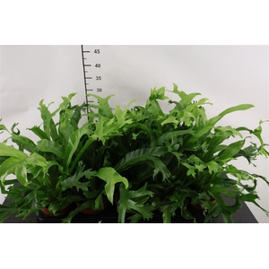 Asplenium 12 Cm. P. Nidus Crissie