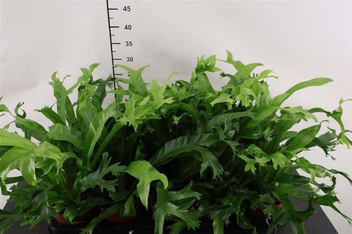 <h4>Asplenium 12 Cm. P. Nidus Crissie</h4>