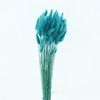 Dried Lagurus Bleached Turquoise Bs