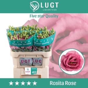 Lisianthus Rosita Rose Pink
