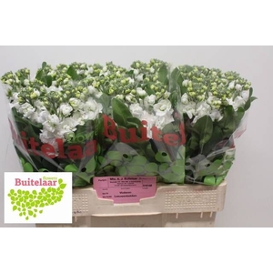 MATTH CENTUM WHITE
