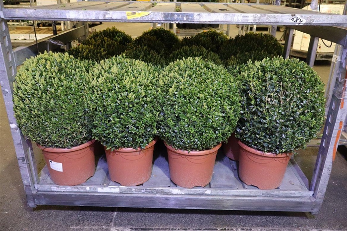 <h4>arr8 Buxu Sempervirens</h4>
