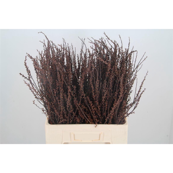 <h4>Myrica Gale</h4>