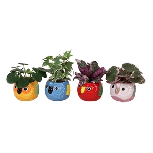 GROEN MIX P6 L 67241