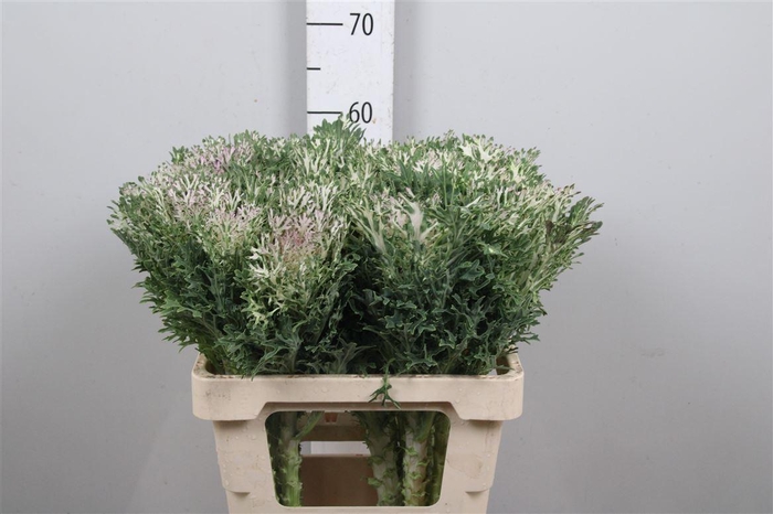 <h4>Brass Crane King</h4>