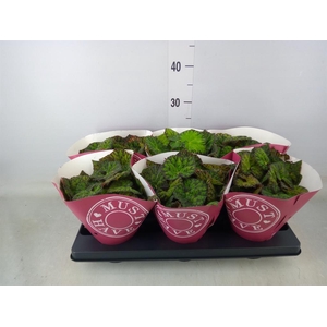 Begonia BD 'Lime Fever'