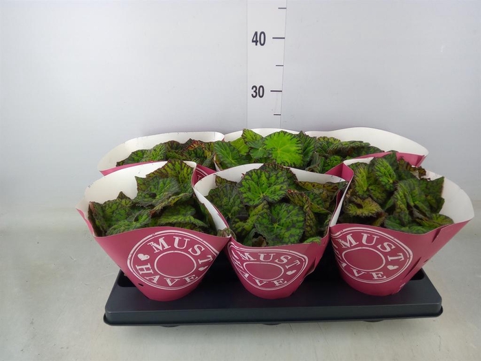 <h4>Begonia BD 'Lime Fever'</h4>