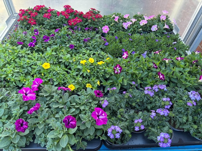 <h4>PERKPL MIXK</h4>