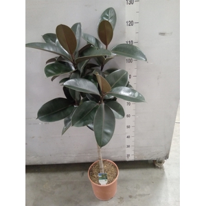 Ficus   ...