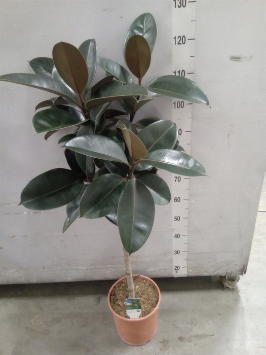 <h4>Ficus   ...</h4>