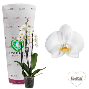 Phalaenopsis Cambridge - 3 tak 70cm (Less Plastic)