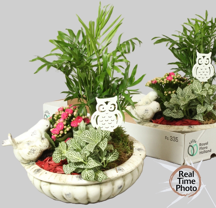 <h4>ARR KAMERPL</h4>