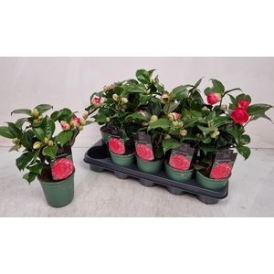 CAMELLIA JAPONICA