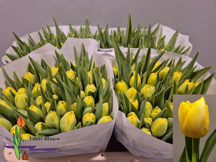 <h4>TU DU MARIE JO</h4>