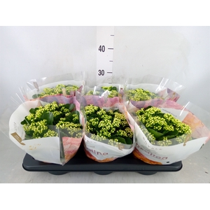 Kalanchoe blos. 'RosDon Dione'