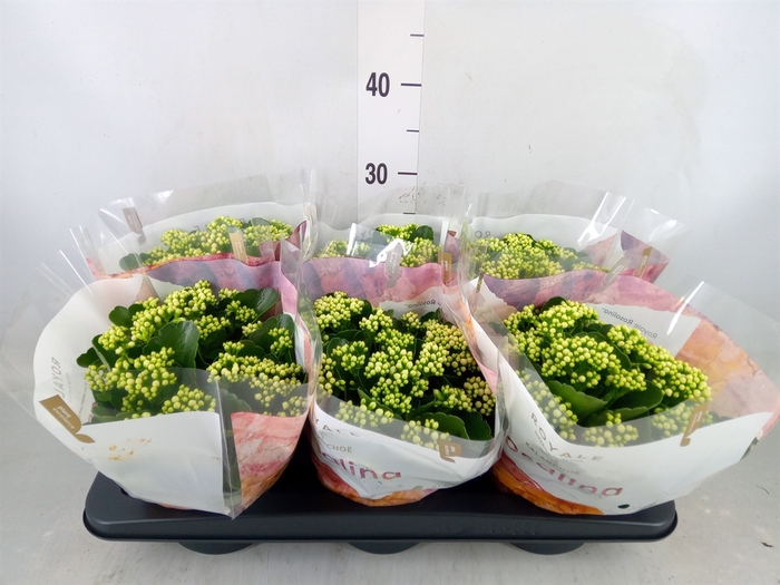 <h4>Kalanchoe blos. 'RosDon Dione'</h4>