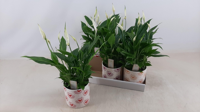 <h4>SPATH BELLINI</h4>