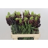 Fritillaria Persica