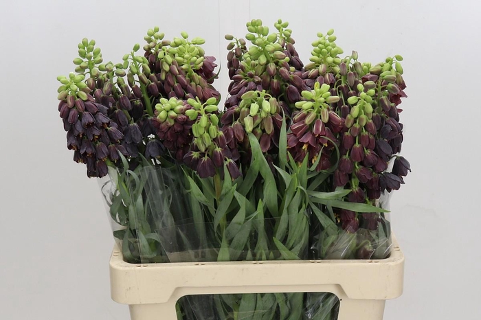 <h4>Fritillaria Persica</h4>