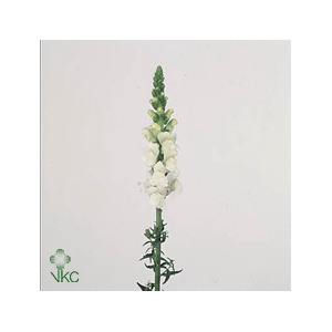 Antirrhinum Nl. White Potomac Early