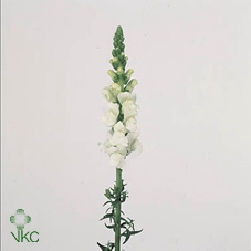 <h4>Antirrhinum Nl. White Potomac Early</h4>