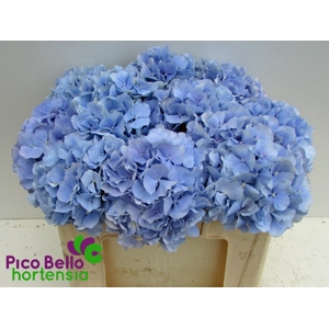 Hydrangea verena blue