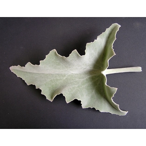 KALANCHOE LEAVES EXTRA