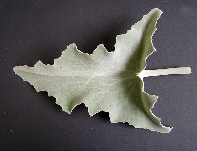 <h4>KALANCHOE LEAVES I</h4>