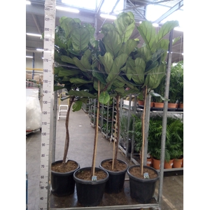 Ficus lyrata