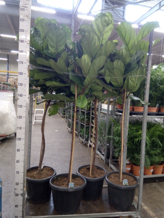 <h4>Ficus lyrata</h4>