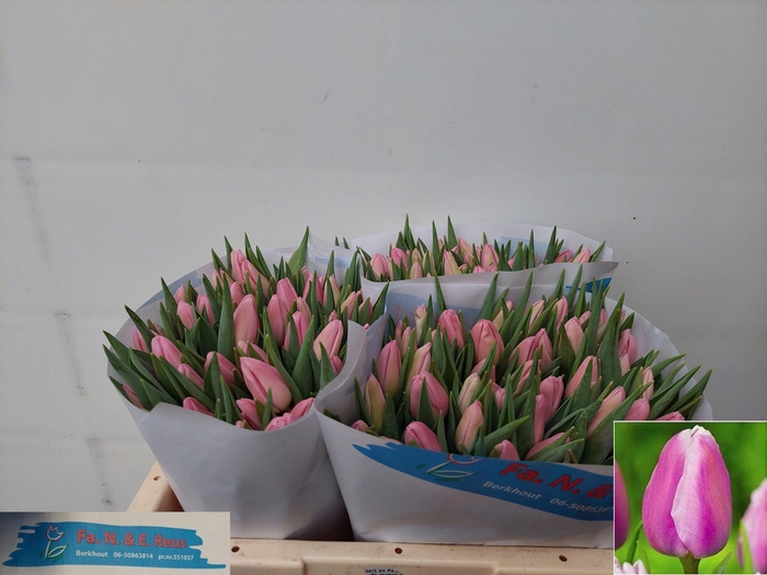 <h4>TU EN AAFKE</h4>