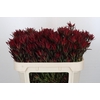 Leucadendron Blush Spray