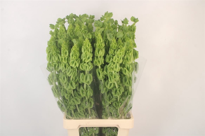 <h4>Moluccella Stuk</h4>