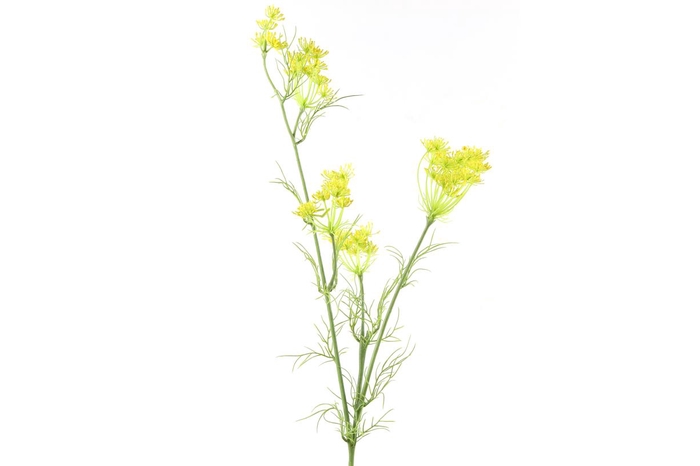 Af Daucus L80cm Geel