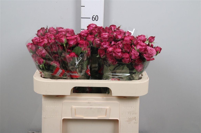 <h4>R Tr Purple Queen</h4>