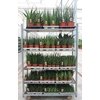 Sansevieria cylindrica overig mix CC Cylindrica Rough & Tough 1