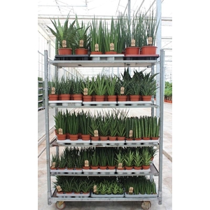 Sansevieria cylindrica overig mix CC Cylindrica Rough & Tough 1