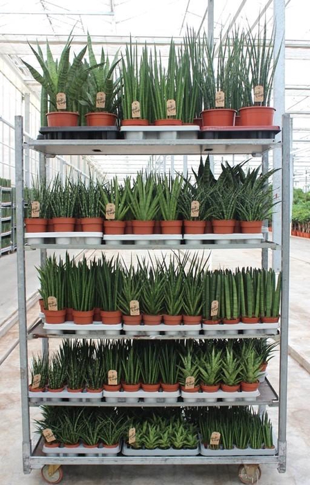 <h4>Sansevieria Luxe mixkar "Rough & Tough"</h4>