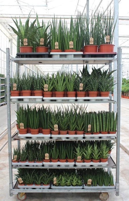 <h4>Sansevieria Luxe mixkar "Rough & Tough"</h4>